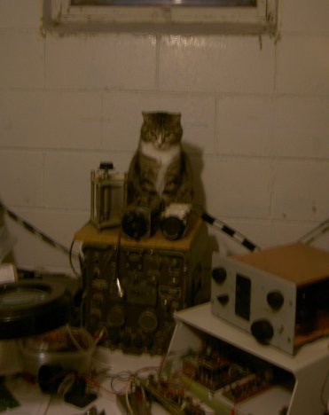cat on rig